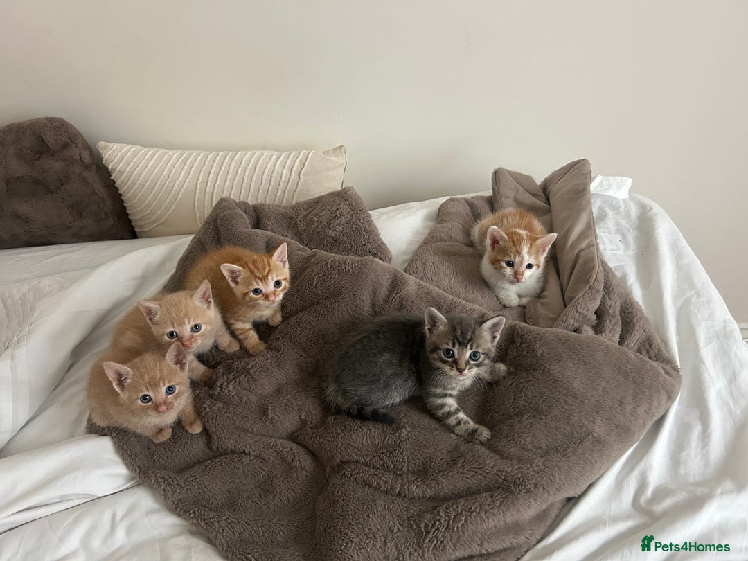 Mixed Breed cats for sale: Beautiful Kittens for sale - Image 38