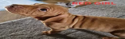 Hungarian Vizsla dogs for sale: READY TO LEAVE ,. 4 Beautiful girls left. - Advert 18