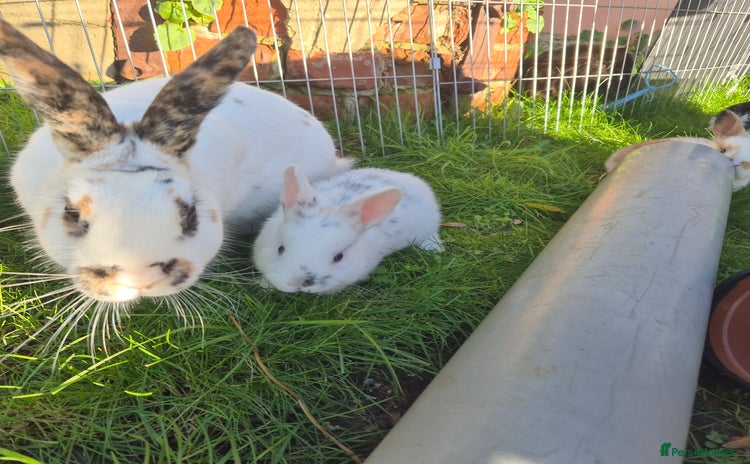 Mini Lop rabbits Gorgeous Mini Lop X Rex Kits  - Advert 1