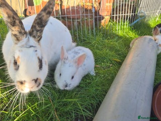 Mini Lop rabbits Gorgeous Mini Lop X Rex Kits - Advert 1