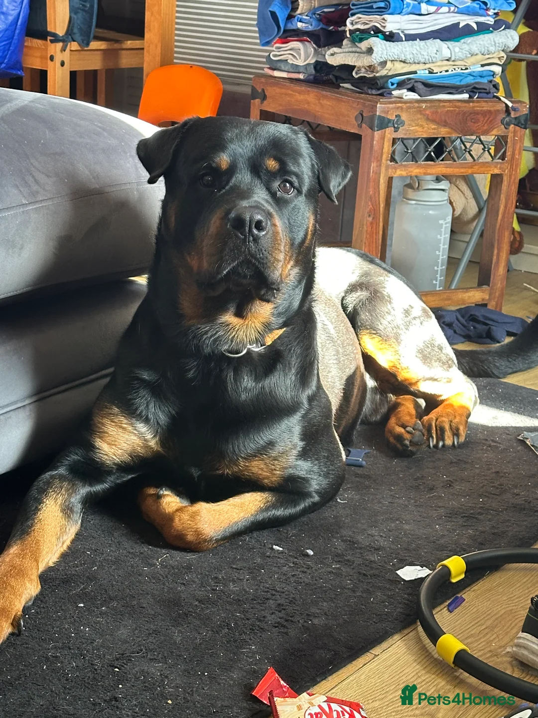 Rottweiler dogs for stud: Rottie male for stud in Ayr - Advert 2