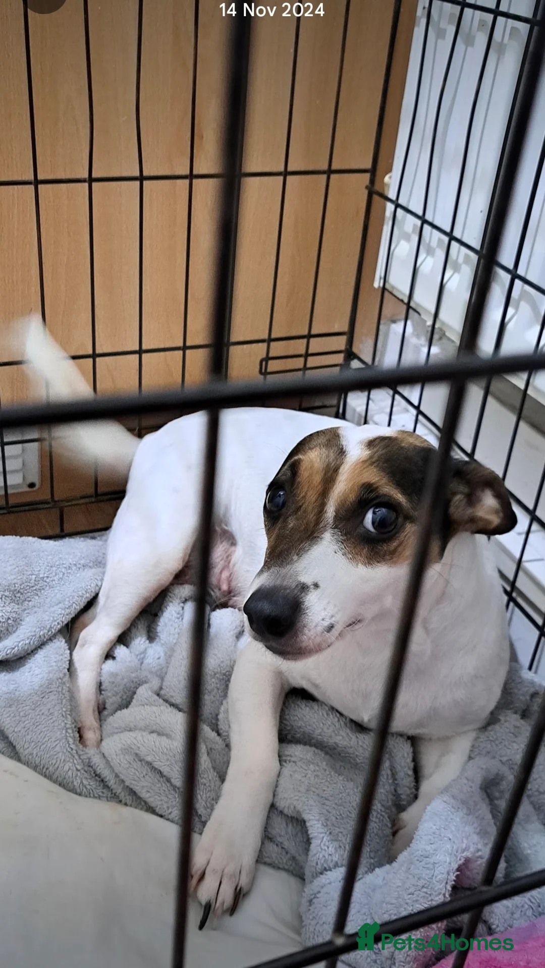 Mixed Breed dogs for sale: Jackrussles border  - Advert 5