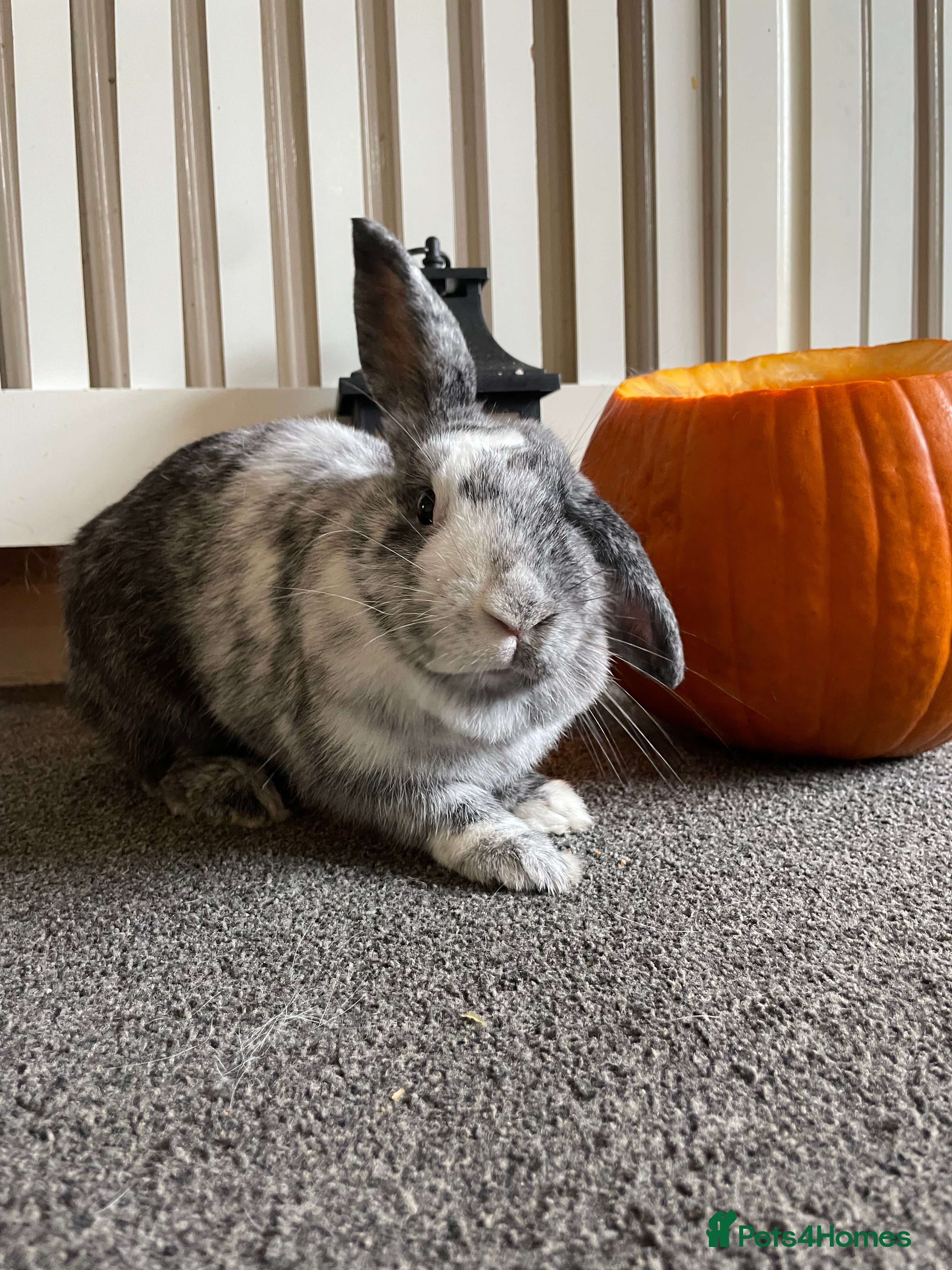 Harlequin rabbits Darla, 2 year old rehoming - Advert 6