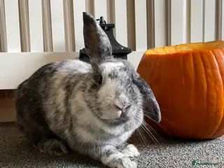 Harlequin rabbits Darla, 2 year old rehoming - Advert 2