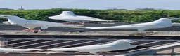 Pigeons birds for sale: Pure White Racing Pigeons  - Advert 3