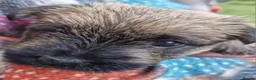 Cairn Terrier dogs for sale: Beautifully cute puppies. - Advert 5