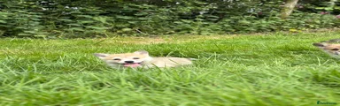 Welsh Corgi Pembroke Puppy 3