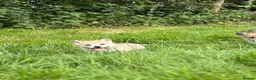 Welsh Corgi Pembroke dogs for sale: Outstanding Welsh Pembrokeshire Corgis  - Advert 9