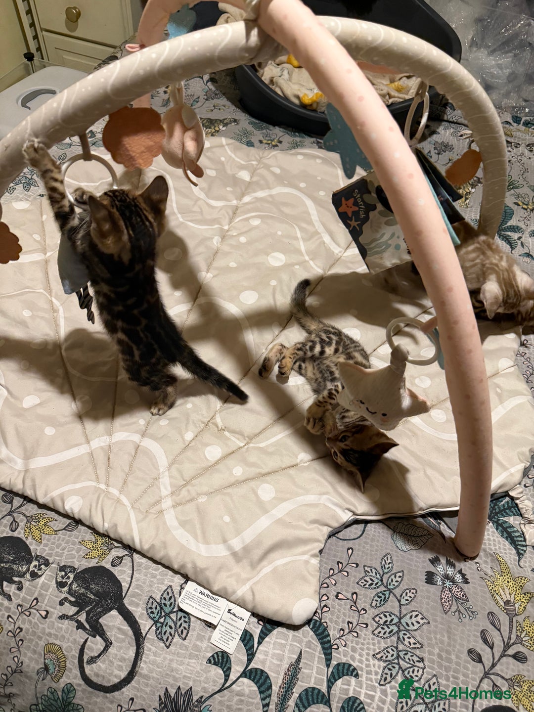 Bengal cats for sale: Pedigree TICA reg 🐾 Bengal Kittens 🐱  - Advert 3