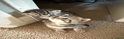 British Shorthair cats for sale: British Shorthair Half breed - Advert 4