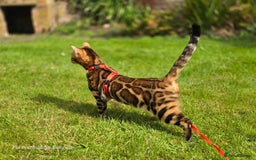 Bengal cats for sale: Gorgeous Hot Brown Bengal Queen  - Image 5
