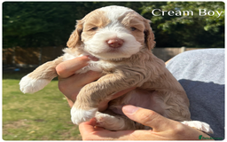 Australian Labradoodle dogs for sale: Pure Australian Labradoodle Puppies ready 30/09/25 - Image 13