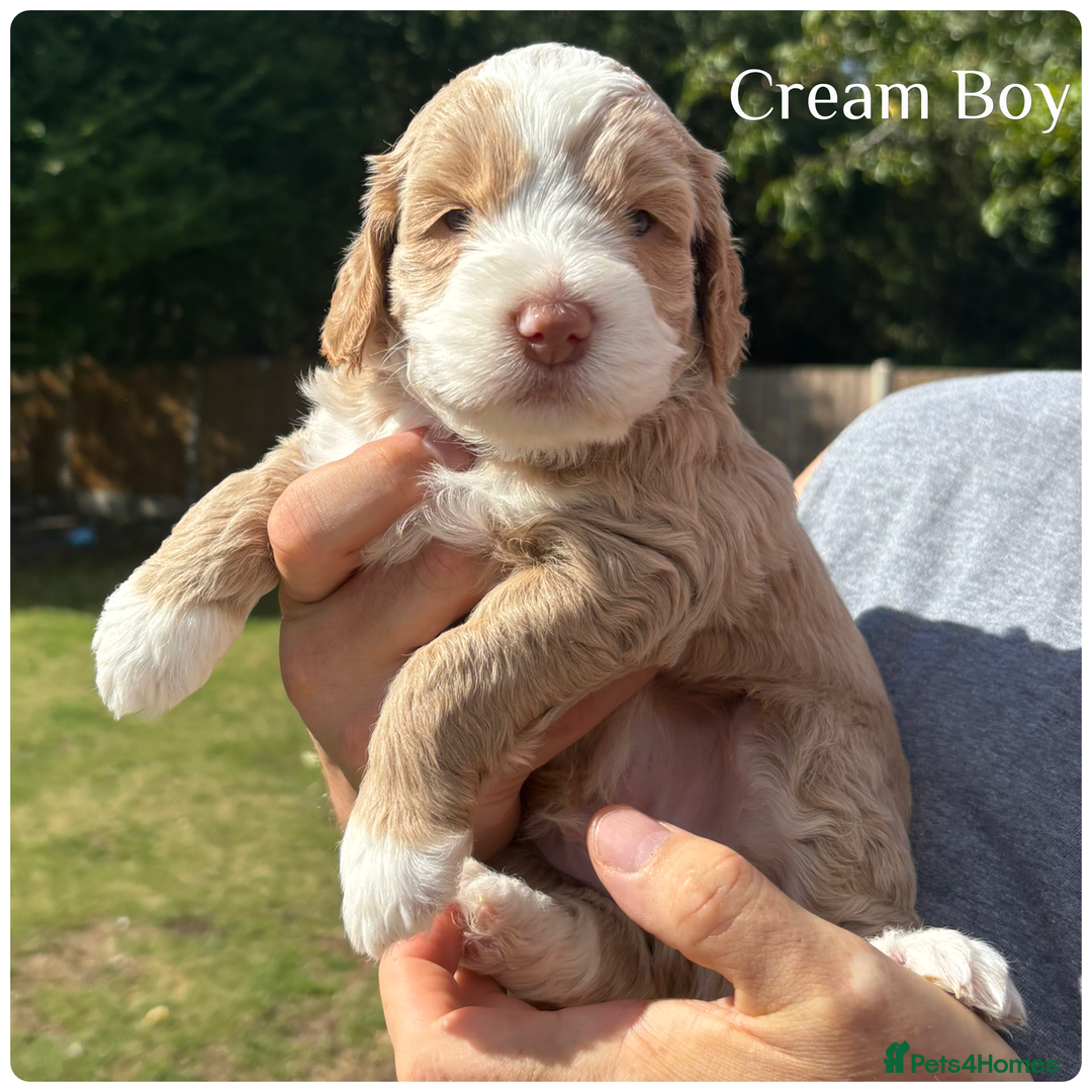 Australian Labradoodle dogs for sale: Pure Australian Labradoodle Puppies ready 30/09/25 - Image 13
