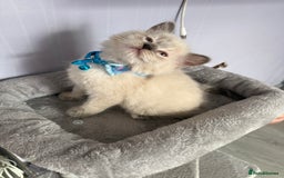 British Shorthair cats for sale: Beautiful BSH 2 male 1 female  - Image 8