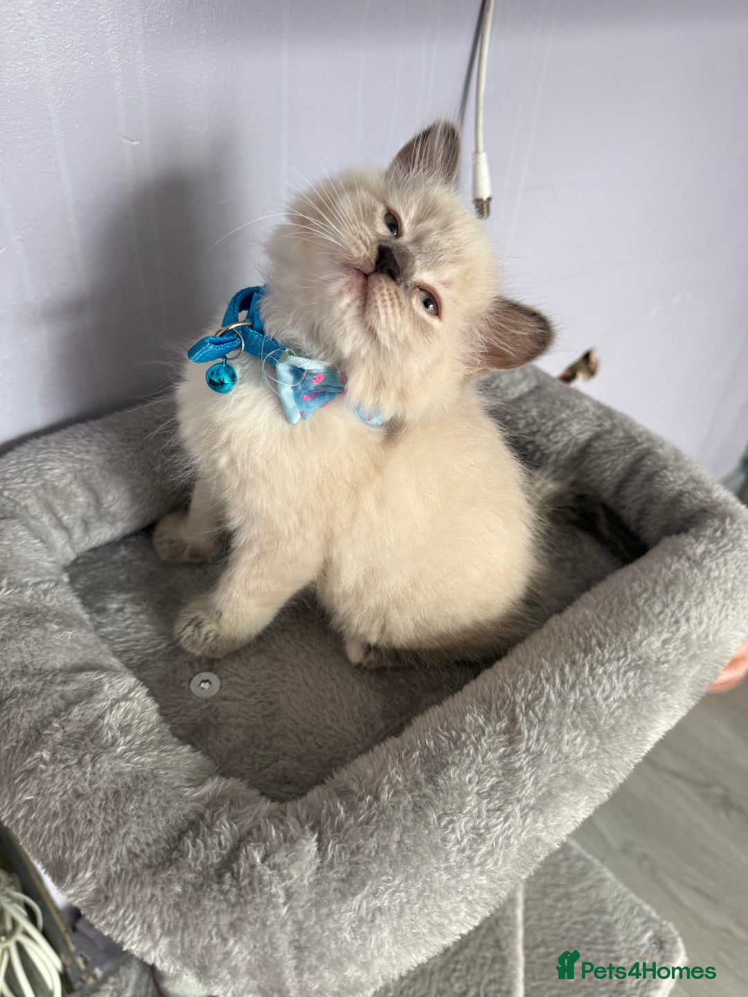 British Shorthair cats for sale: Beautiful BSH 2 male 1 female  - Image 8