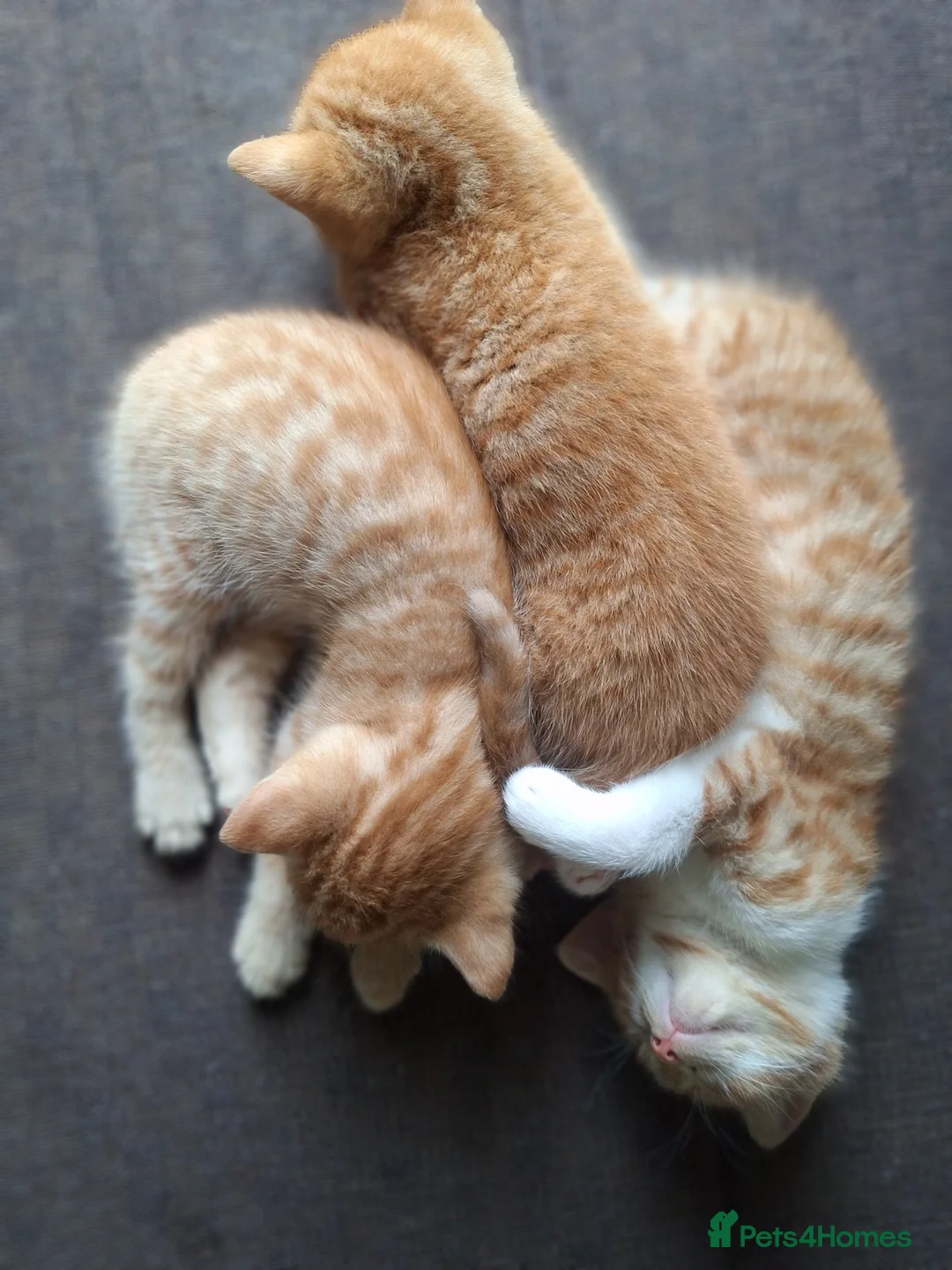 Mixed Breed cats for sale: Very nice 3 males kittens - Advert 2
