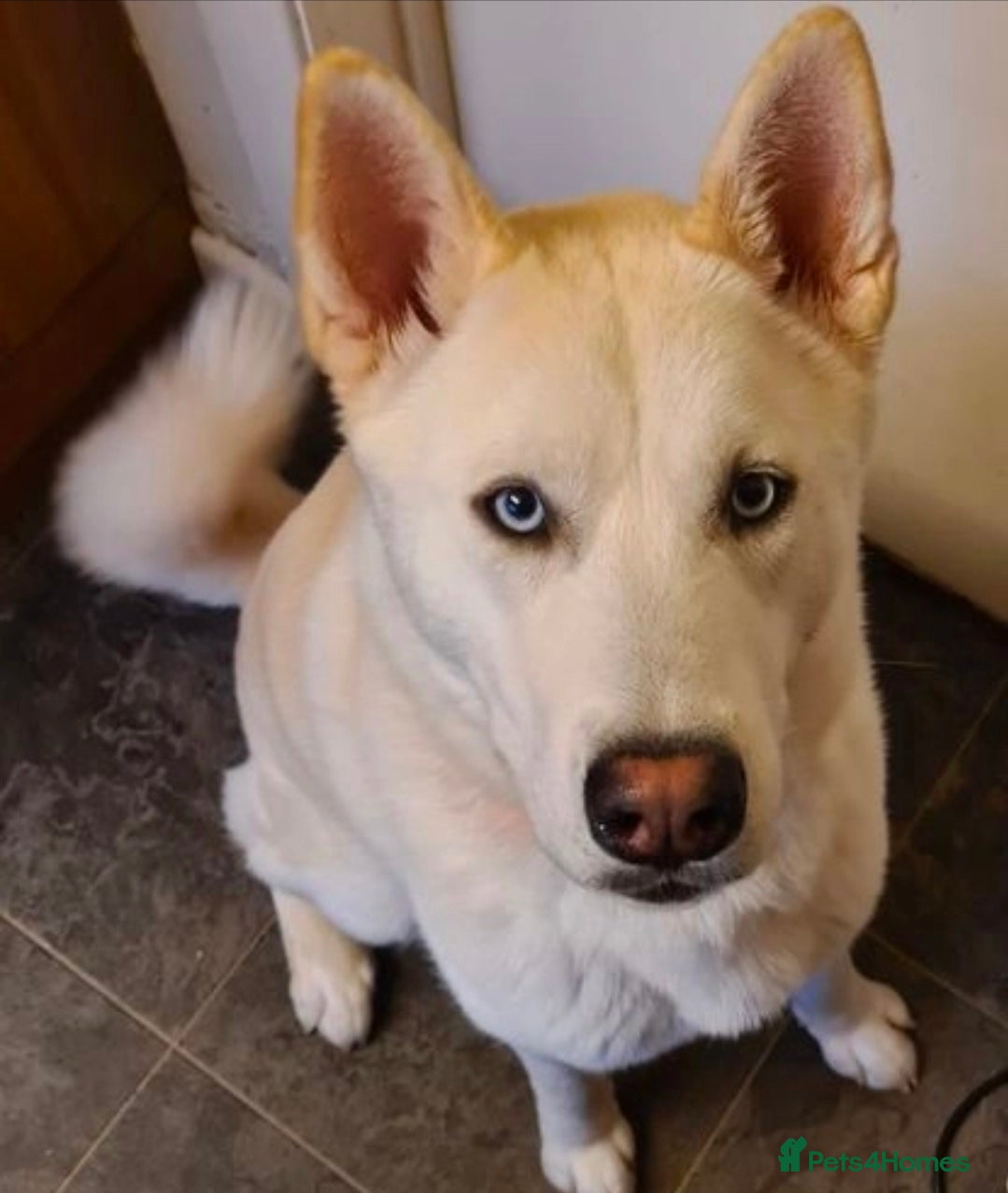 Huskita dogs 2year 3month male akita×husky looking for 5*home - Advert 8