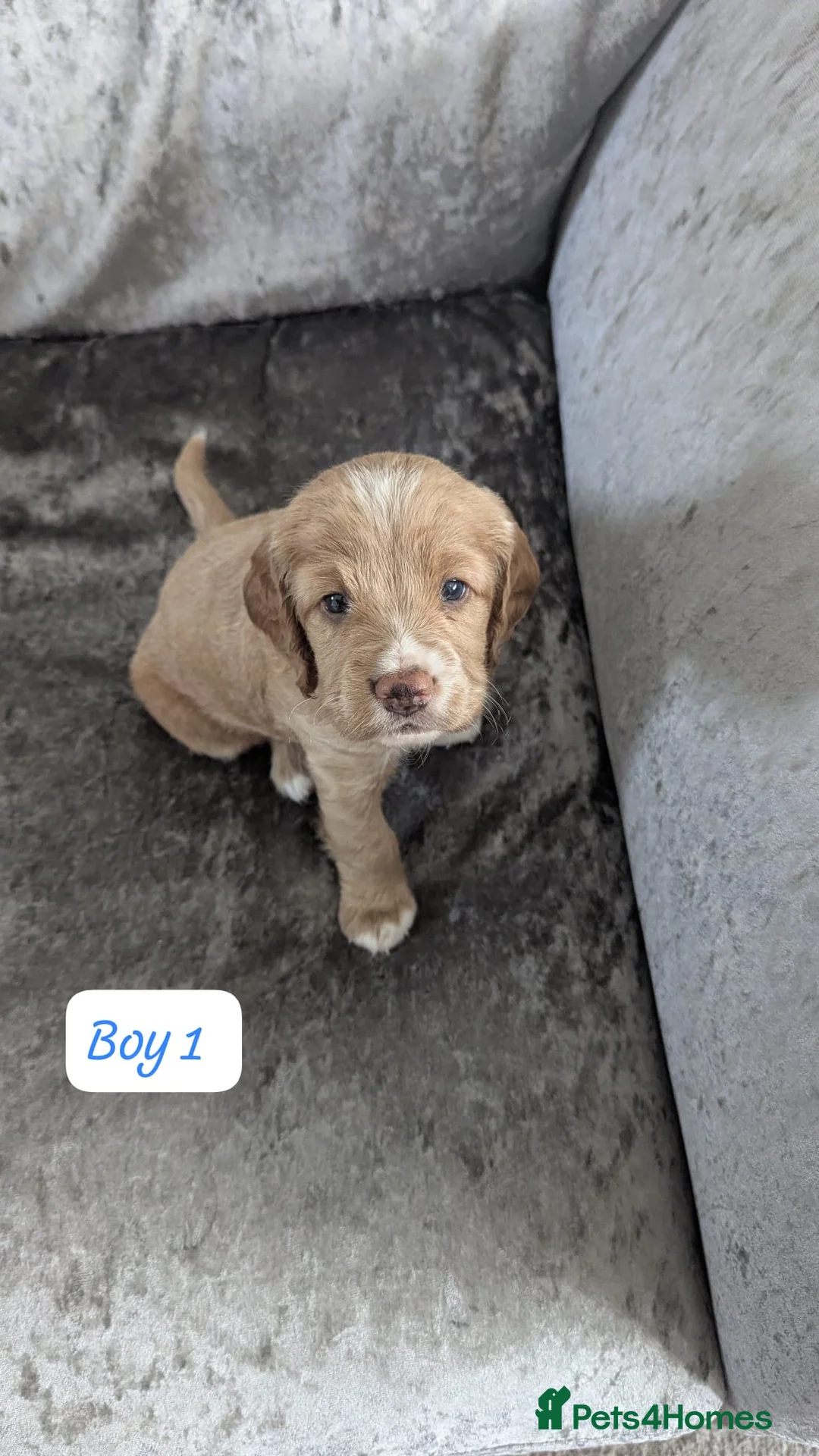 Cockapoo dogs for sale: Cockapoo puppy's  - Advert 8