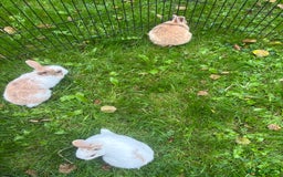 Rex rabbits for sale: Beautiful dwarf lop and mini rex babies  - Image 26
