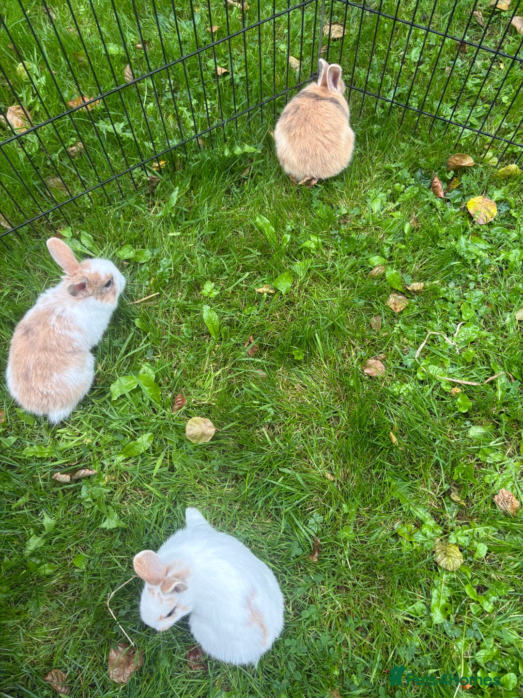 Rex rabbits for sale: Beautiful dwarf lop and mini rex babies  - Image 26