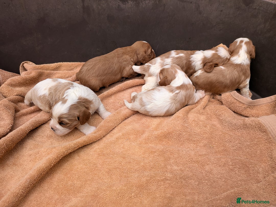 Cavalier King Charles Spaniel dogs for sale: Stunning cavalier puppies  - Image 10