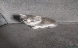 Mixed Breed cats for sale: 4 beautiful kittens ready for their forever home - Advert 4