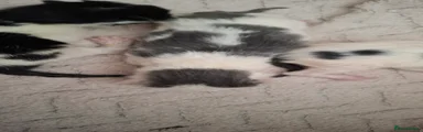 Mixed Breed Kitten 2