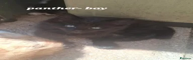 Panther 
