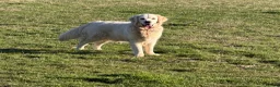 Golden Retriever dogs for sale: KC reg fully health tested 1 year old female  - Advert 3