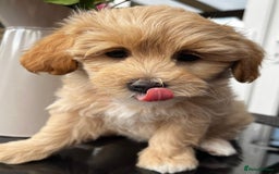 Maltipoo dogs for sale: Adorable Maltipoo  - Image 29