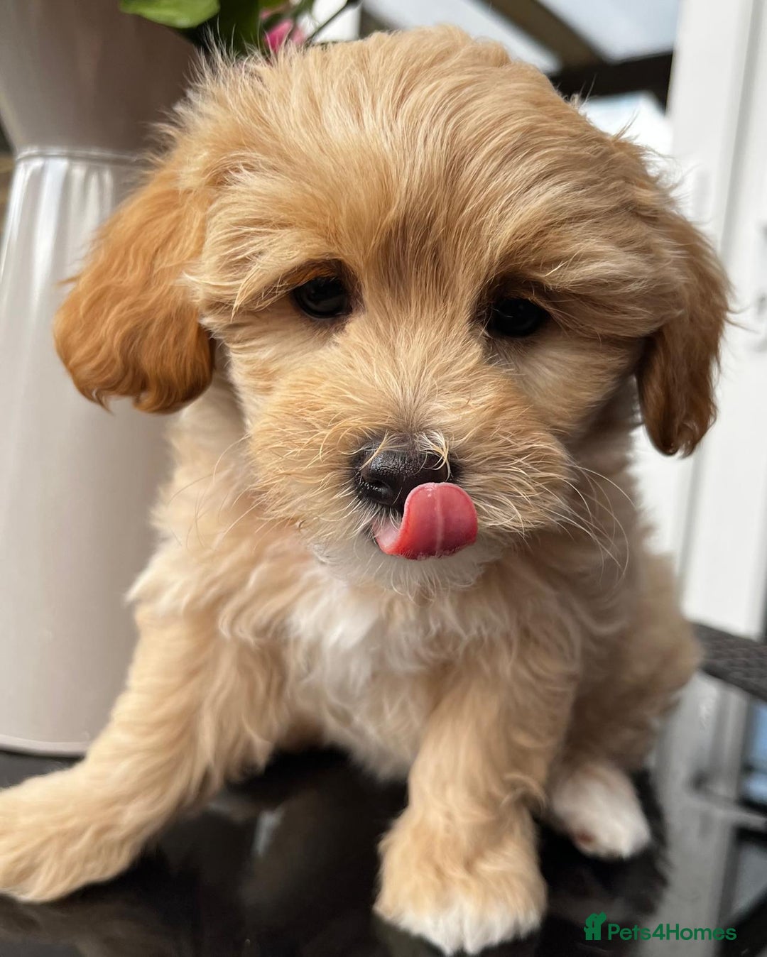 Maltipoo dogs for sale: Adorable Maltipoo  - Image 29