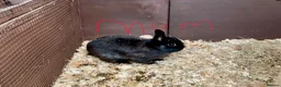 Netherland Dwarf rabbits for sale: Netherland dwarf baby rabbits  - Advert 11