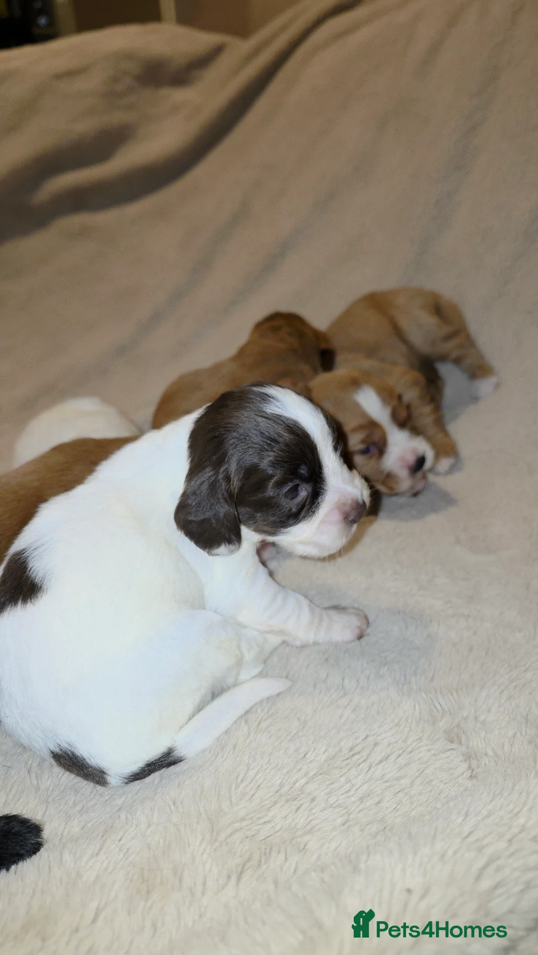 Cocker Spaniel dogs for sale: Cocker spaniel pups ready NEXT WEEK - Advert 22