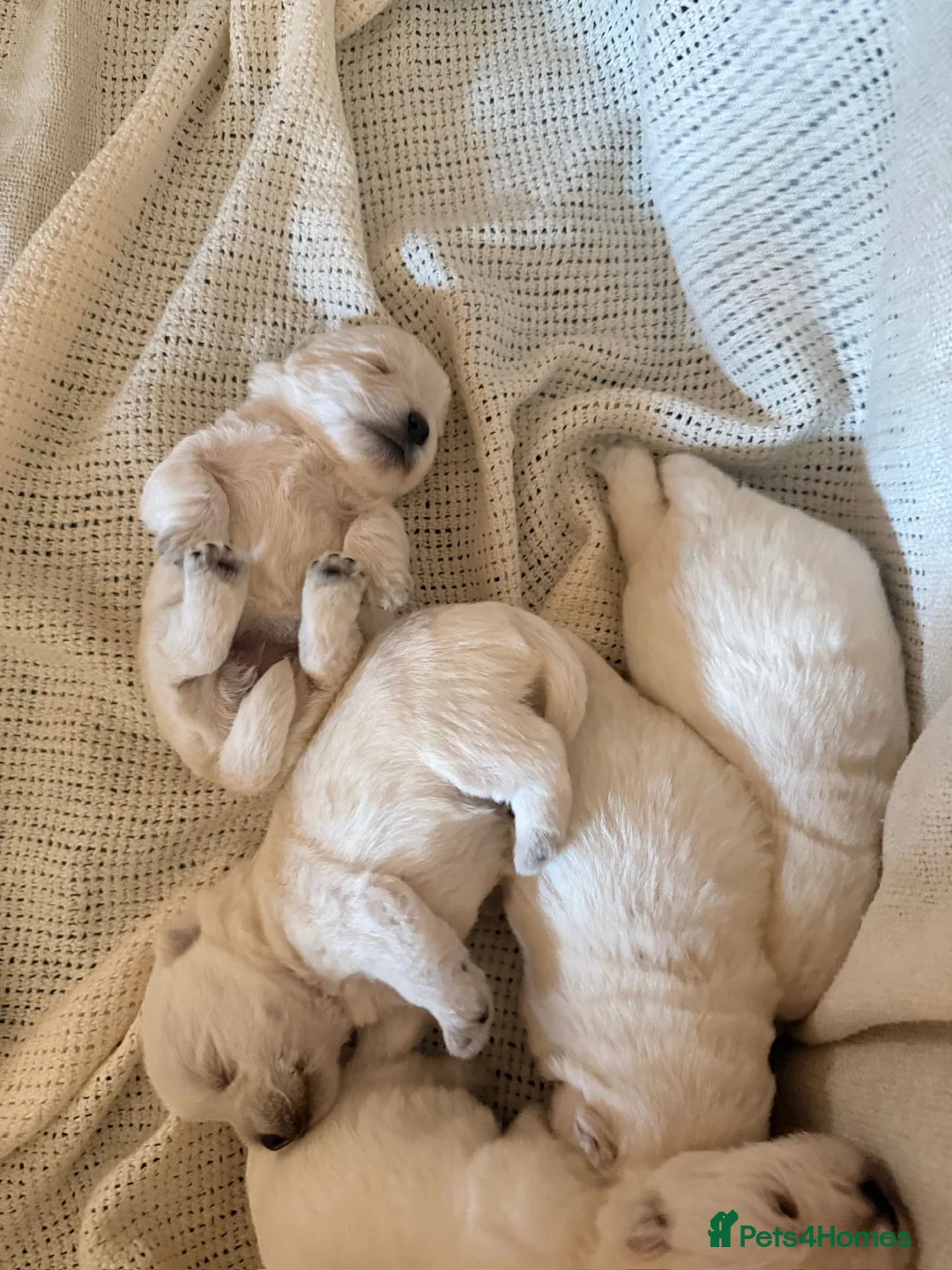 West Highland Terrier dogs for sale: KC, quality, true to type westie puppies  - Advert 9
