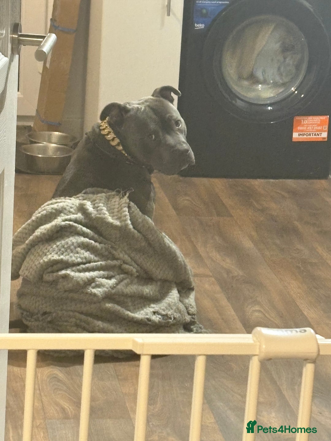 Staffordshire Bull Terrier dogs for sale: Dog looking for new home - Advert 4