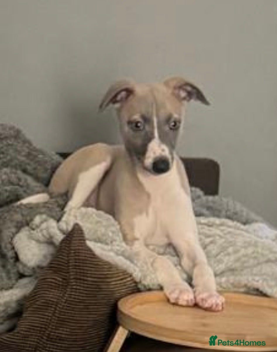 Whippet dogs KC Reg Bitch Blue/Fawn & White - Advert 1