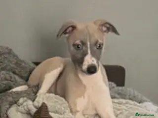 Whippet dogs KC Reg Bitch Blue/Fawn & White - Advert 1