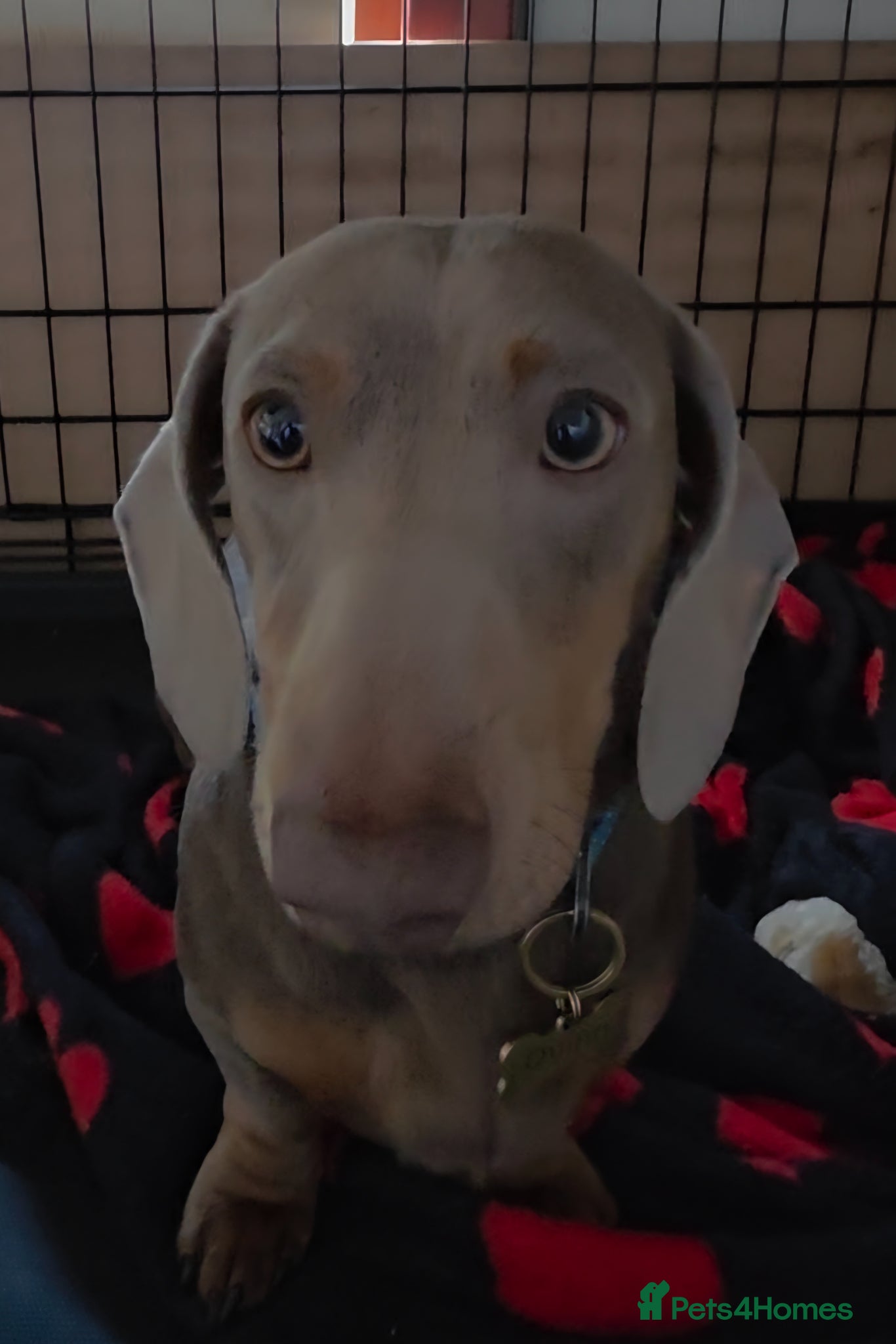 Miniature Dachshund dogs Miniature Dachshund Quinn  - Advert 4