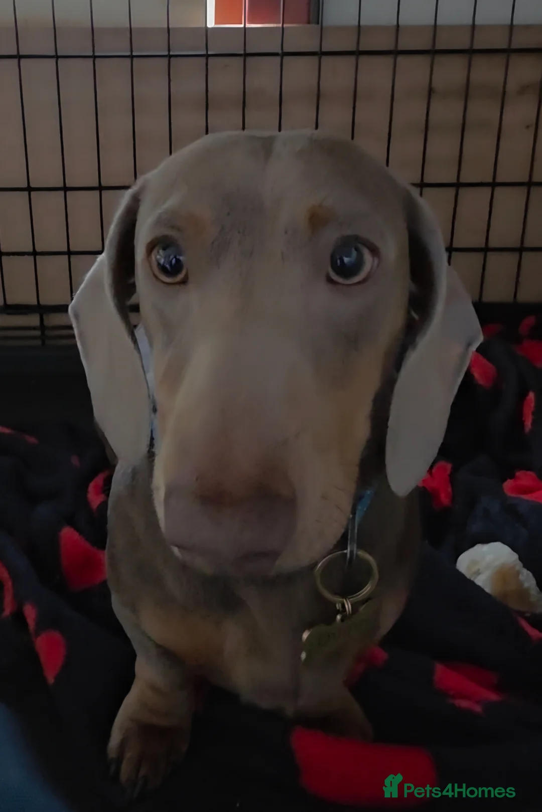 Miniature Dachshund dogs for sale: Miniature Dachshund Quinn  - Advert 1