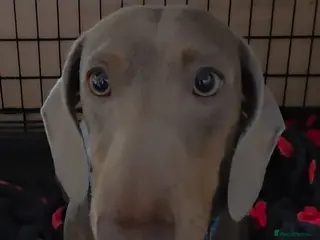 Miniature Dachshund dogs Miniature Dachshund Quinn - Advert 4