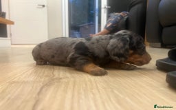 Miniature Dachshund dogs for sale: Last boy KC REG PRA CLEAR - Image 22