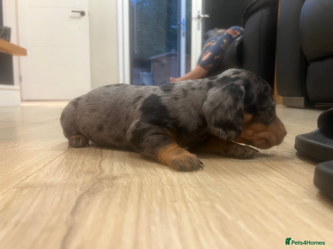 Miniature Dachshund dogs for sale: Last boy KC REG PRA CLEAR - Image 22