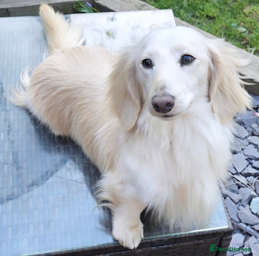 Miniature Dachshund dogs ⭐️KC ONE OF A KIND ee/ii CREAM MINI DACHSHUND⭐️ - Advert 1