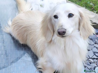 Miniature Dachshund dogs in Hinckley - Advert 5