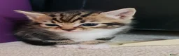 Mixed Breed cats for sale: 5 Heart-Melting Baby Kittens Ready for Love! - Advert 5