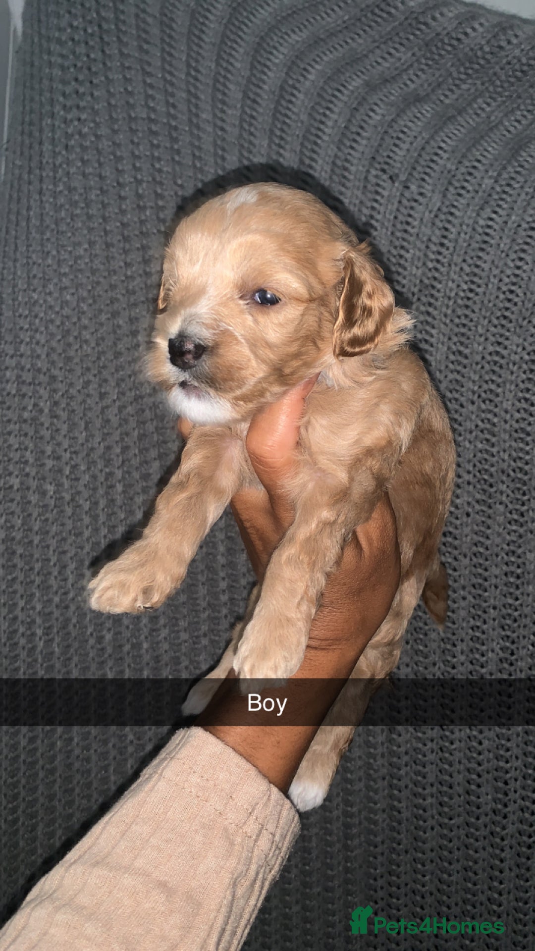 Cockapoo dogs for sale: Cockapoos  - Image 4