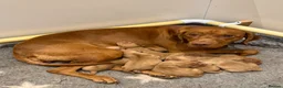 Hungarian Vizsla dogs for sale: Bert Looking For His Forever Home - Advert 2