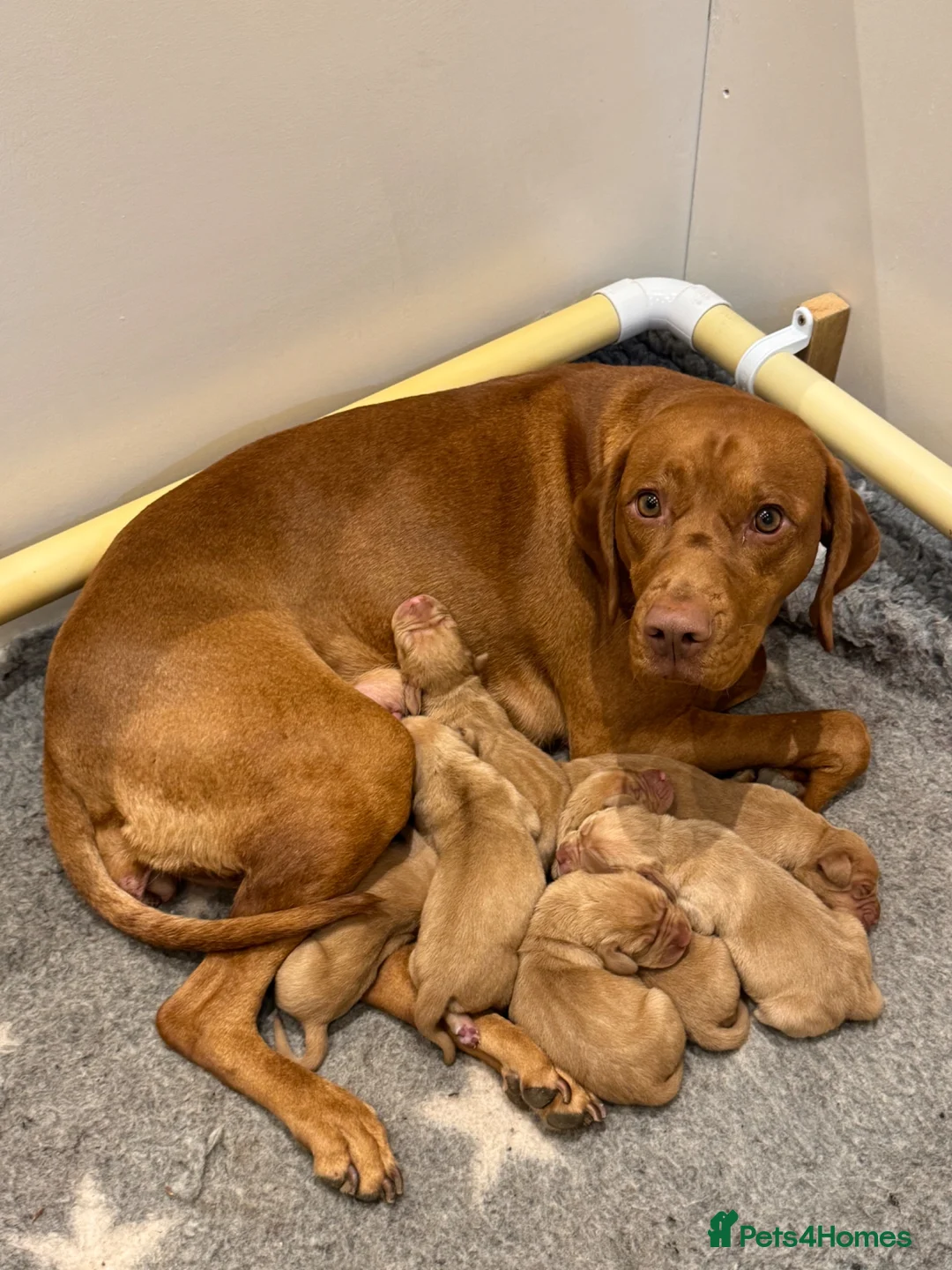 Hungarian Vizsla dogs for sale: Bert Looking For His Forever Home - Advert 2
