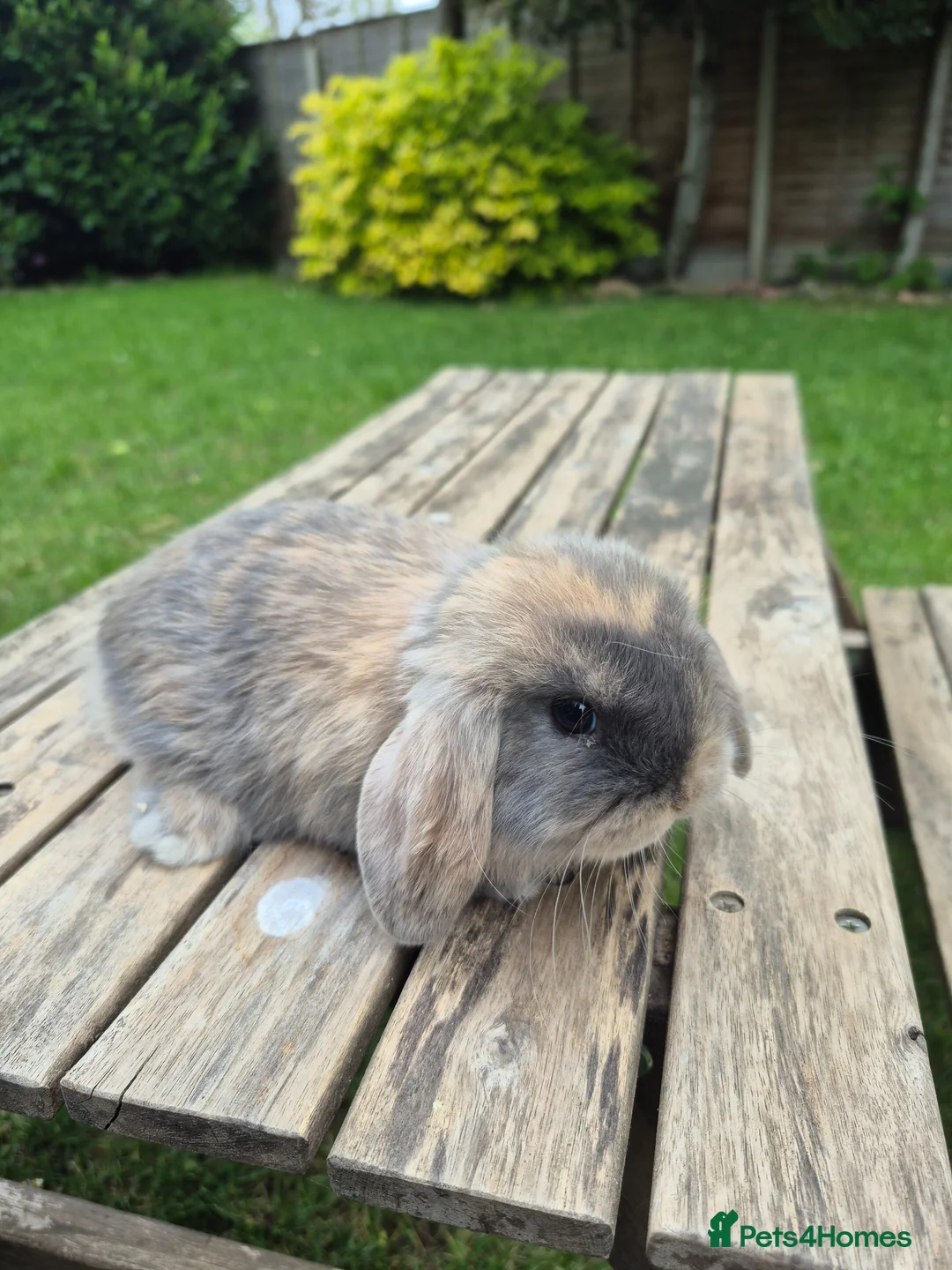 Mini Lop rabbits for sale: Mini lop babies - Advert 2