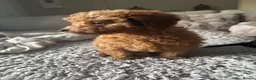 Miniature Poodle dogs for sale: Dolly 12 weeks miniature Poodle Red - Advert 5